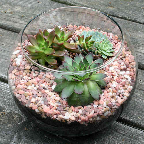 Các cách đơn giản để có bình cây mini