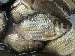 Cách chọn cá đúng mùa