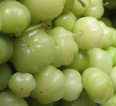 Cách làm rượu trái Chùm Ruột