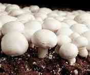 Cách nhận biết nấm độc, nấm dại