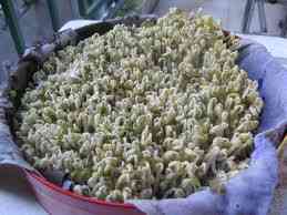 Cách ủ giá đỗ