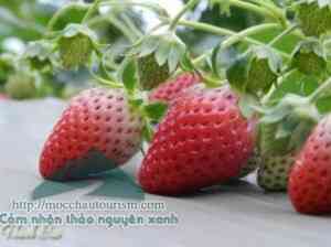 Mẹo sử dụng dâu tây