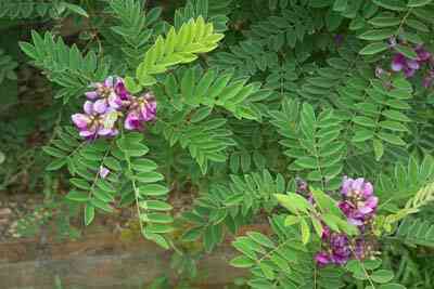 Bạch chỉ giảm đau, trừ thấp